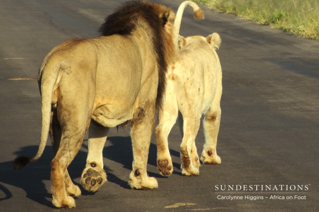 Trilogy male wanting to mate with the white lioness