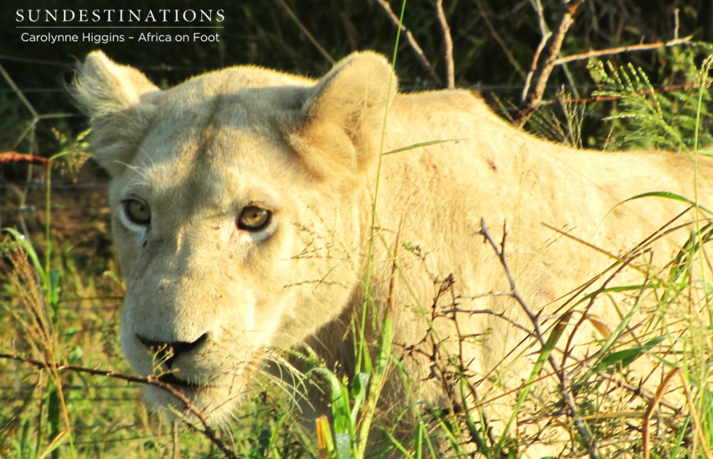 The white lioness surveys her domain after mating with the Trilogy boy