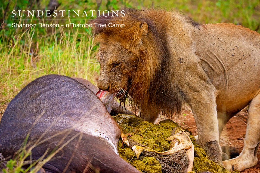 Trilogy boys feasting on a pregnant buffalo