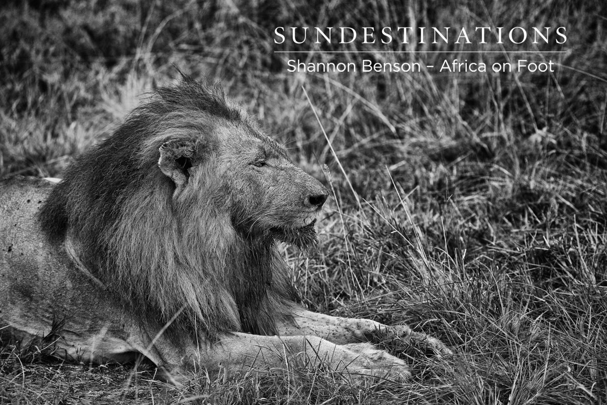 What a beautiful shot. Shannon has captured the true "lion-hearted" spirit of one of the Trilogy males. 
