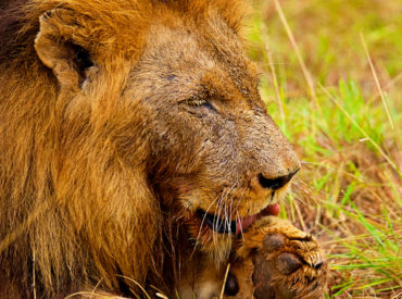 * Warning: Graphic Images from Lion Kill This week has been a busy week of wildlife sightings. The camps have been rife with big cat activity, predator kills and the presence of cubs.  It was not possible to capture all the activity on camera due to poor visibility – but we did our best and […]