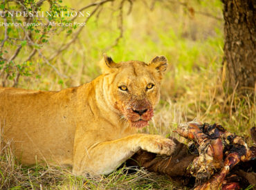 The Klaserie Private Nature reserve is alive with lion activity. From the Trilogy lions mating, to the hungry Ross lionesses and the possibility of lion cubs; it’s all systems go at Africa on Foot and nThambo Tree Camp. The two breakaway Ross pride females are fearless hunters. This week they stalked and preyed on yet […]