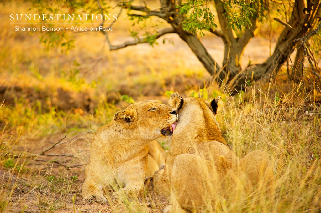 Ross pride breakaway females grooming