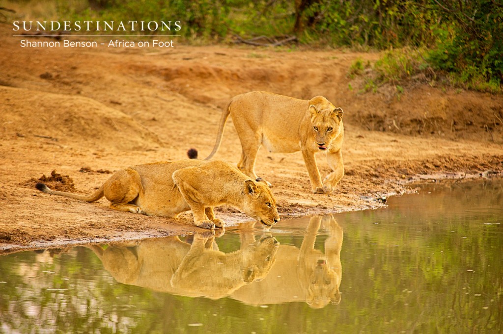 Lioness drinking after feasting