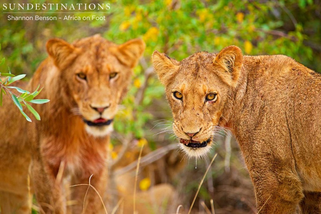 Sub-adult lions of the Ross Pride