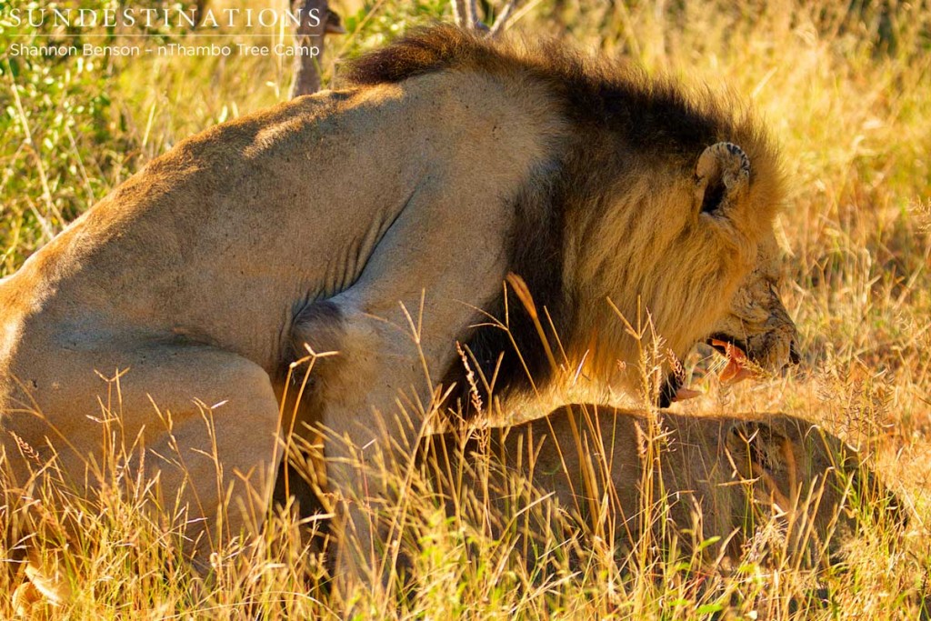 Trilogy male mating with Ross lioness