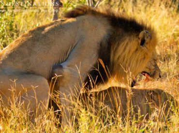 Well this is exciting! Not only have we seen evidence of one of the Ross lionesses with suckle marks on her belly, we have also caught the second Ross lioness mating with one of the Trilogy boys. It is thrilling enough to know that there is potentially a couple of bundles of joy being well hidden somewhere […]