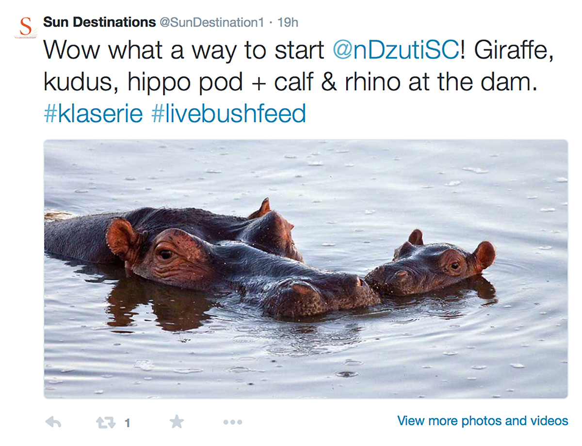 Hippo Pod #livesafarifeed