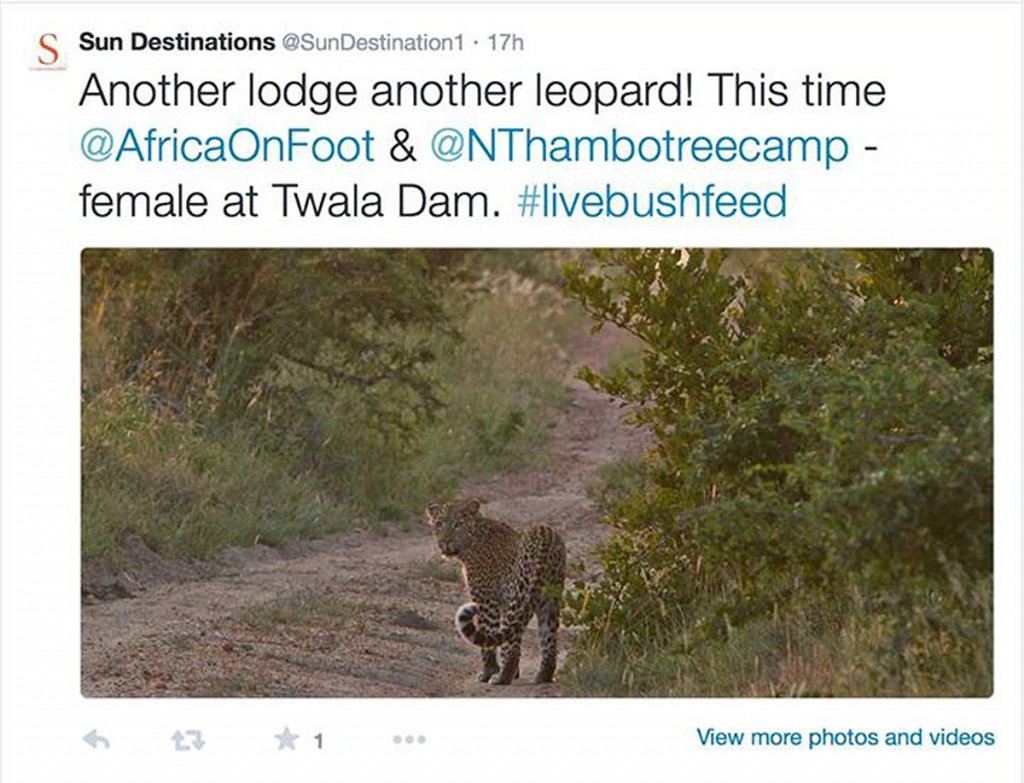 Leopard at Twala Dam - Africa on Foot and nThambo