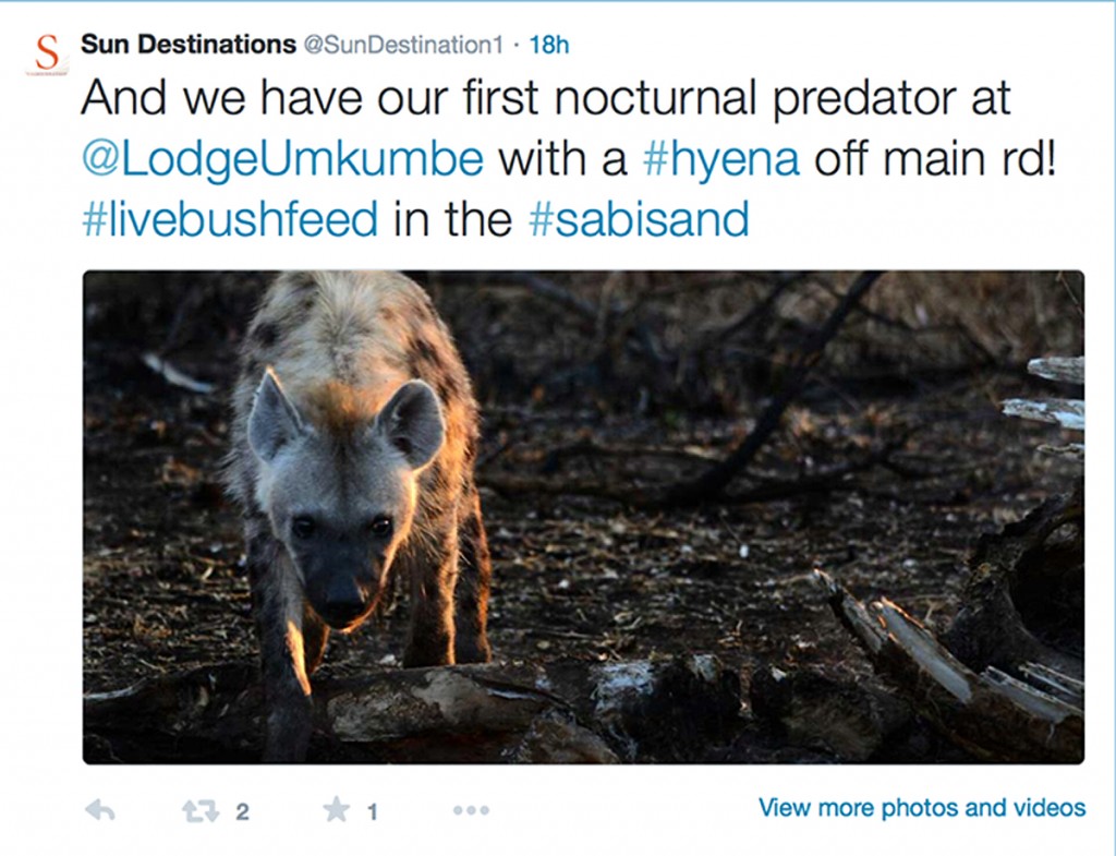 Hyena spotted at Umkumbe Safari Lodge