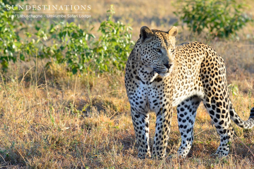 Maxabeni