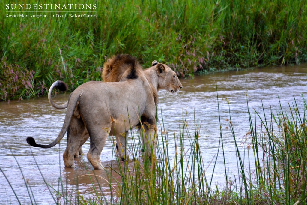 The male who took down the River pride  