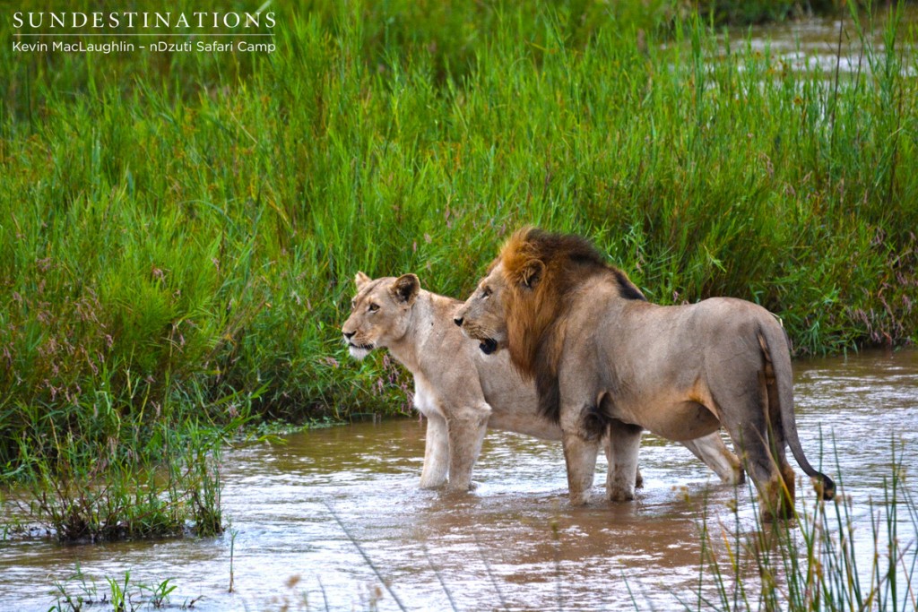 Trying to impress the River pride female