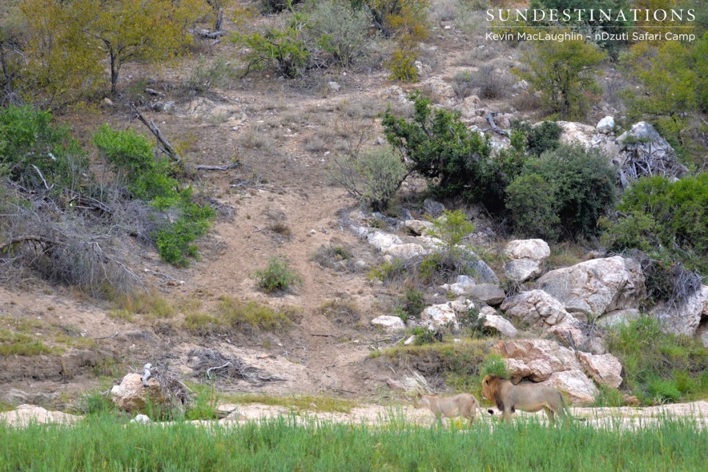 Courting ritual with River pride female