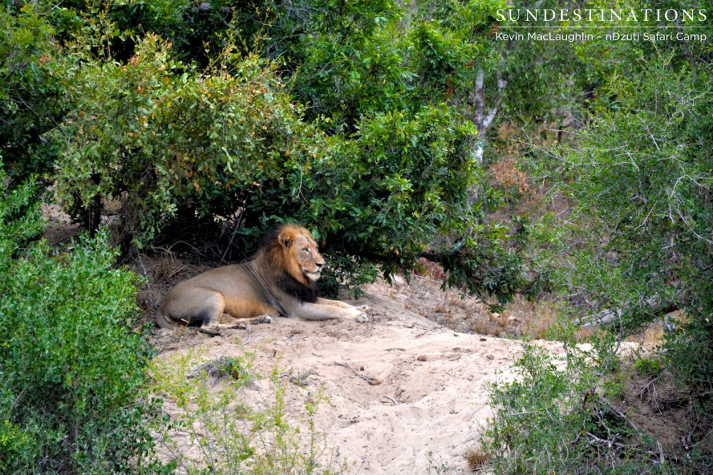 The beast of a lion