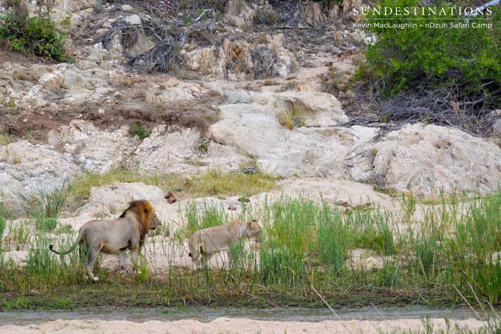Lion's mating ritual
