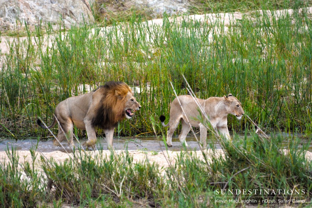 Chasing the River pride female