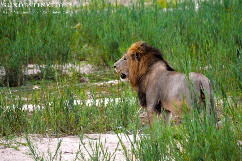 The beast who took down the River pride leader