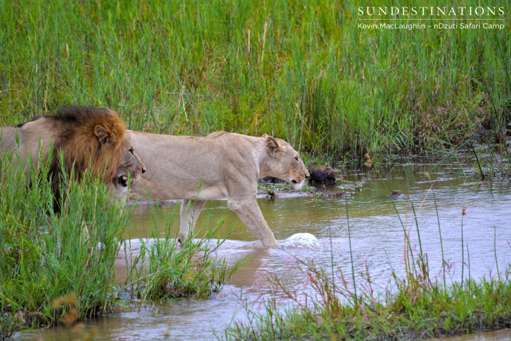 The chase is on ! This rogue male chases the River pride female