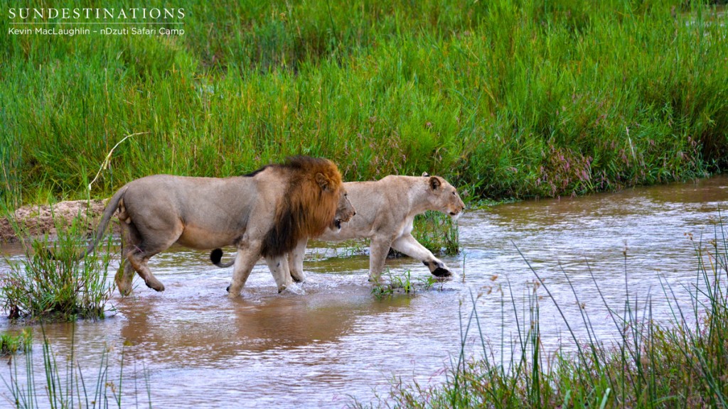 Chasing the lioness across the river