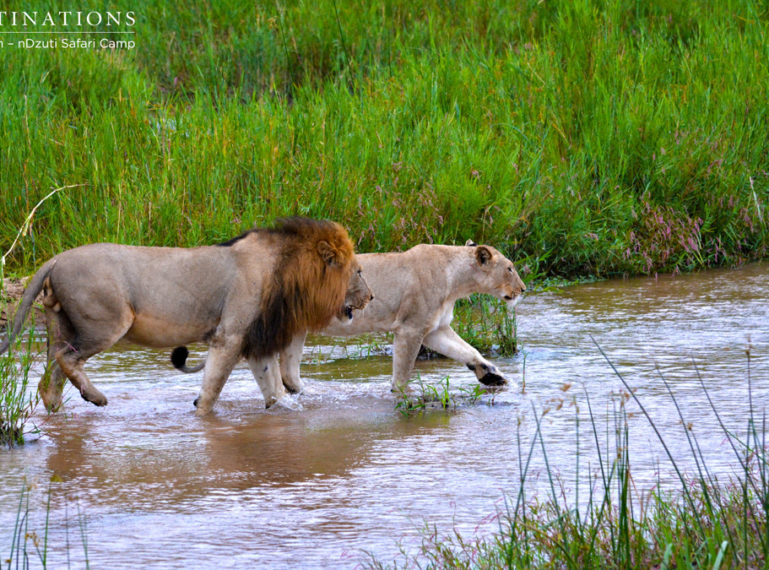 Lions of nDzuti : Beauty and the Beast