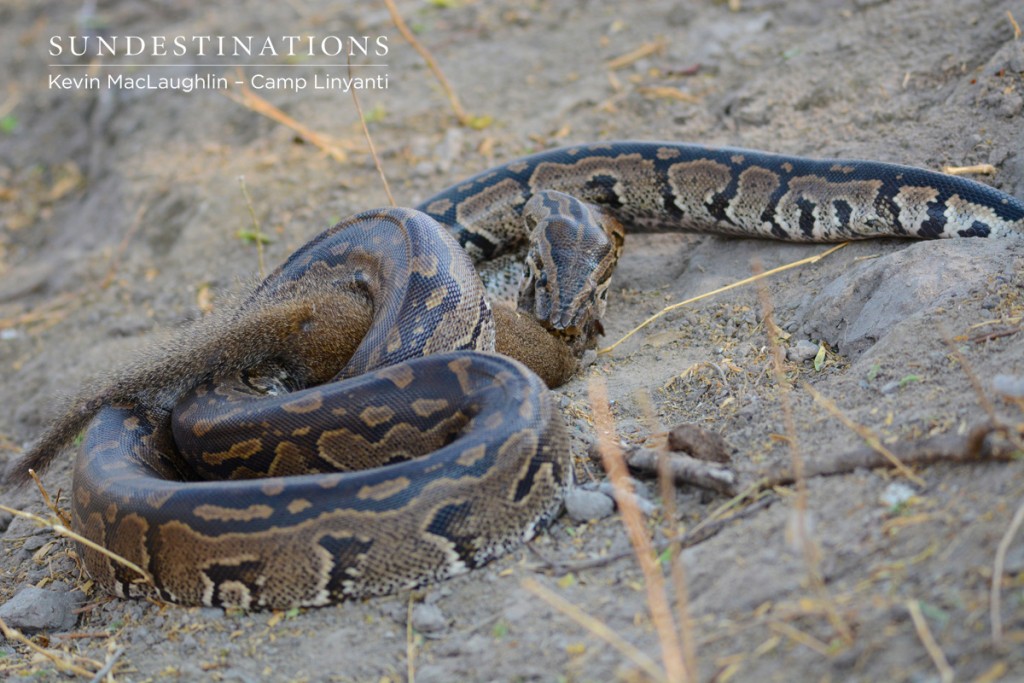 The African rock python eating a mongoose - Camp Linyanti