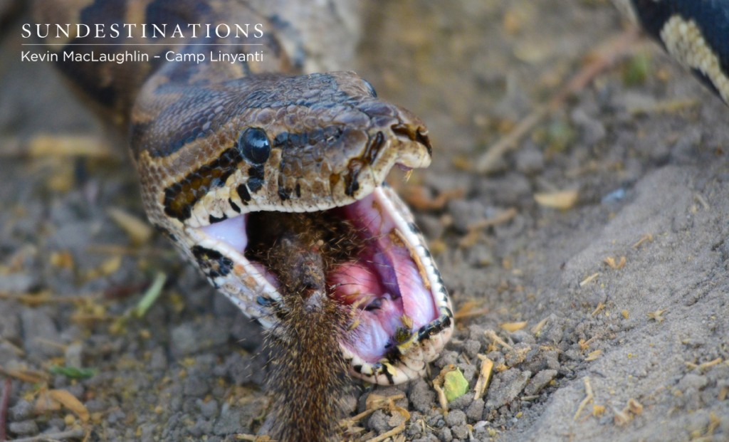 African rock python eating a mongoose
