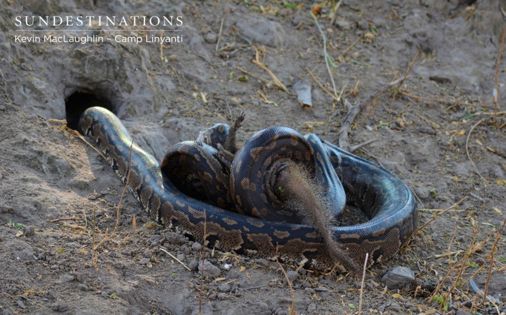 African Rock Python Strangling a Mongoose