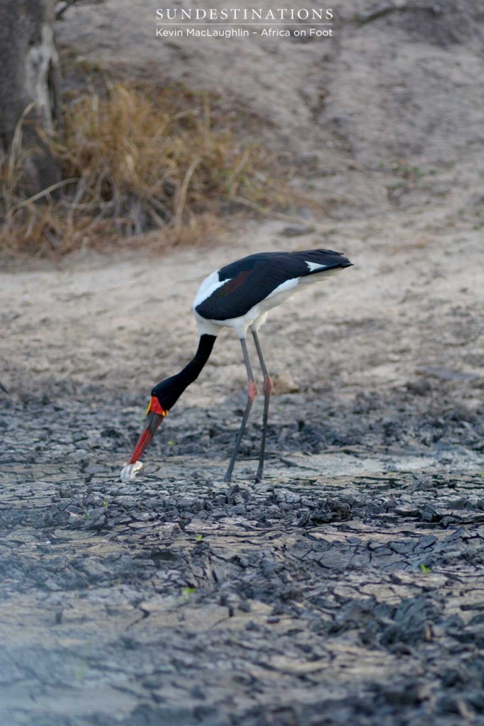 This bird is named after the yellow 'saddle' visible on the top, front of its bill