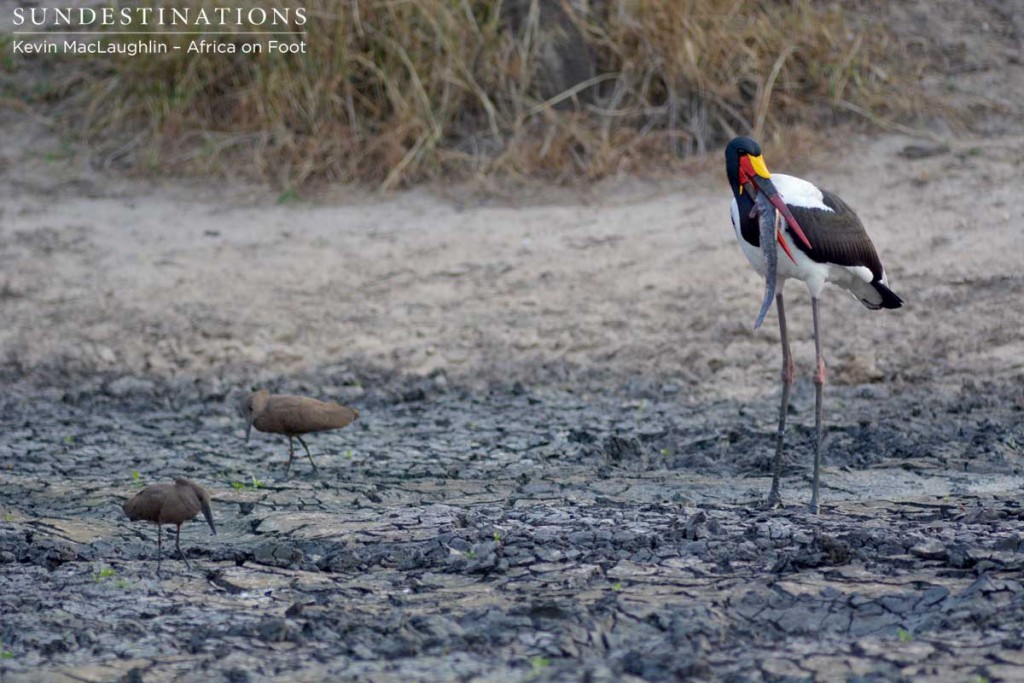 This stork often eats fish up to 30cm in length