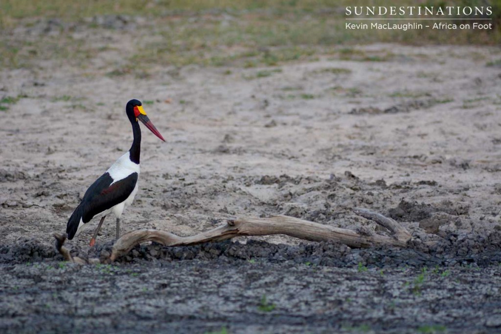 Saddle-billed stork satisfied after its catfish meal