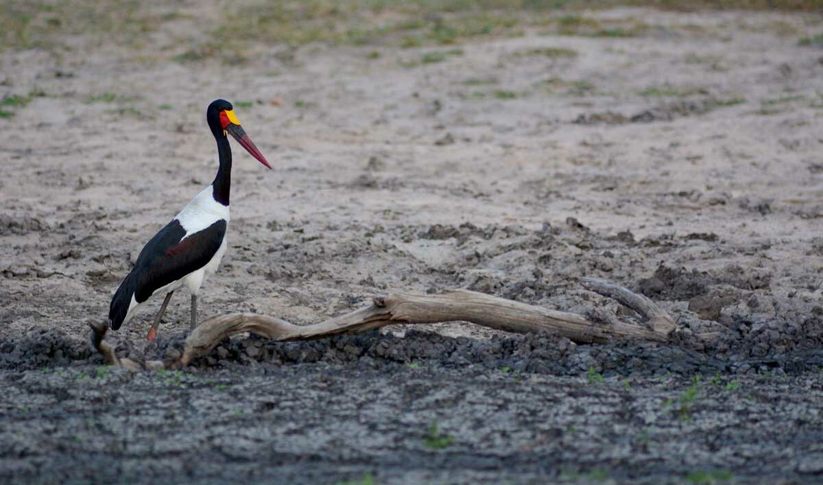 Saddle-billed stork satisfied after its catfish meal