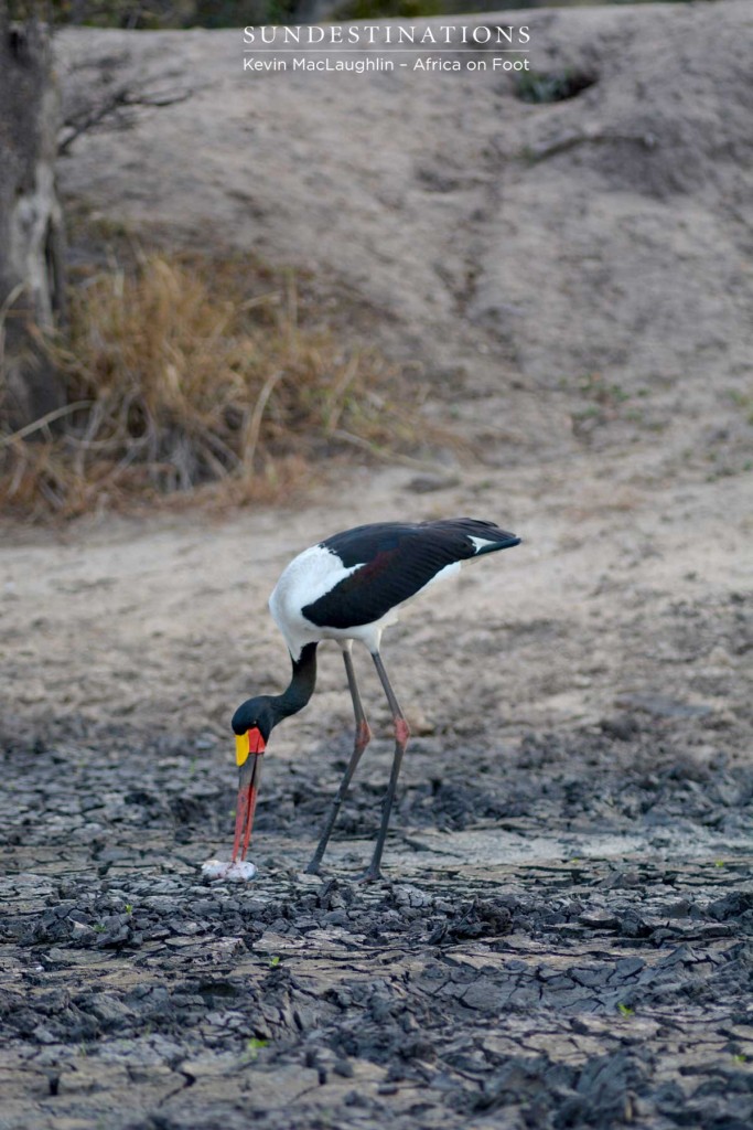 Saddle-billed stork attempting to kill a barbel (catfish)