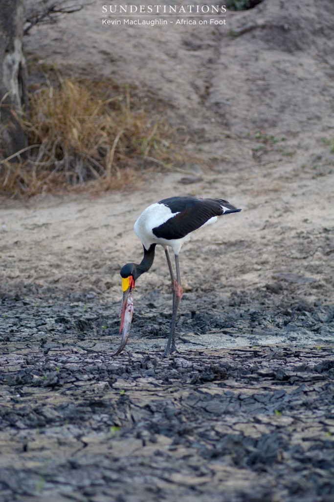 Saddle-billed stork feeds primarily on fish, crabs and frogs