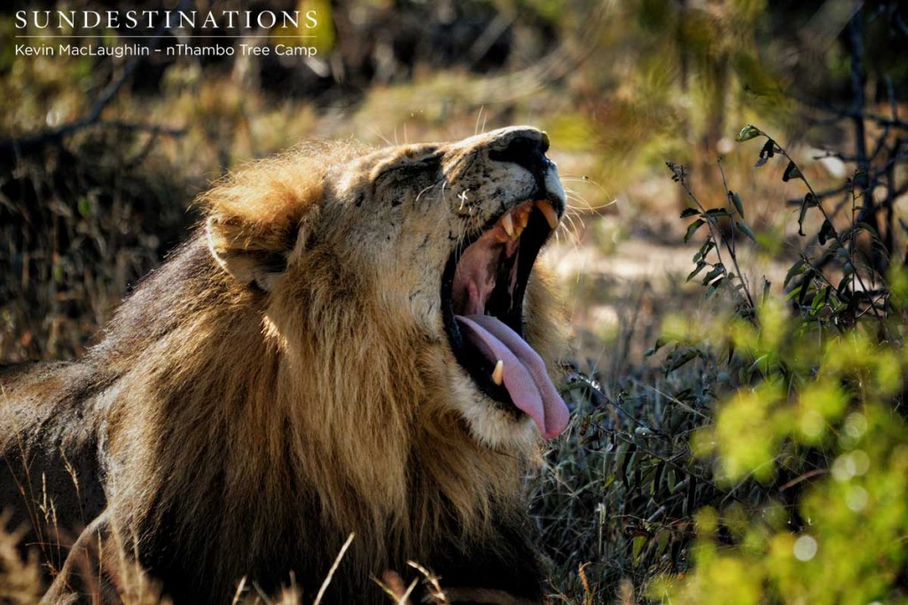 Yawning Trilogy male