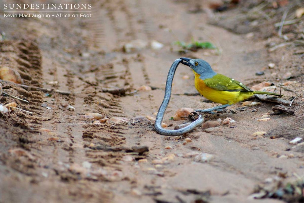 The Schlegel's beaked blind snake was no match for the bush shrike