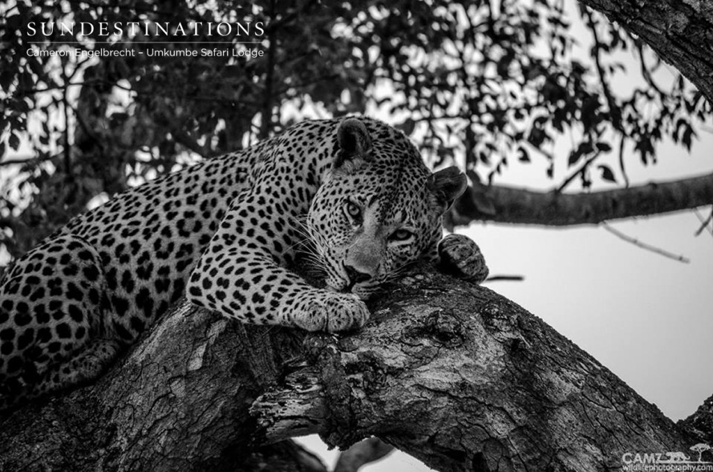 Maxabeni on a reed buck kill