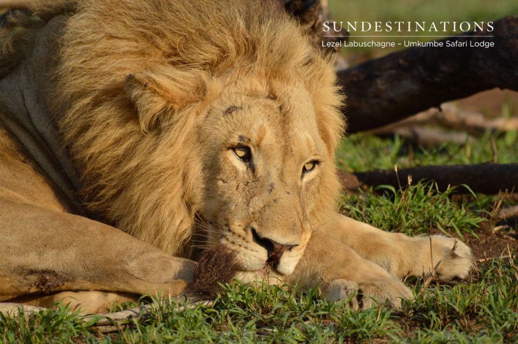 Male lion from Umkumbe