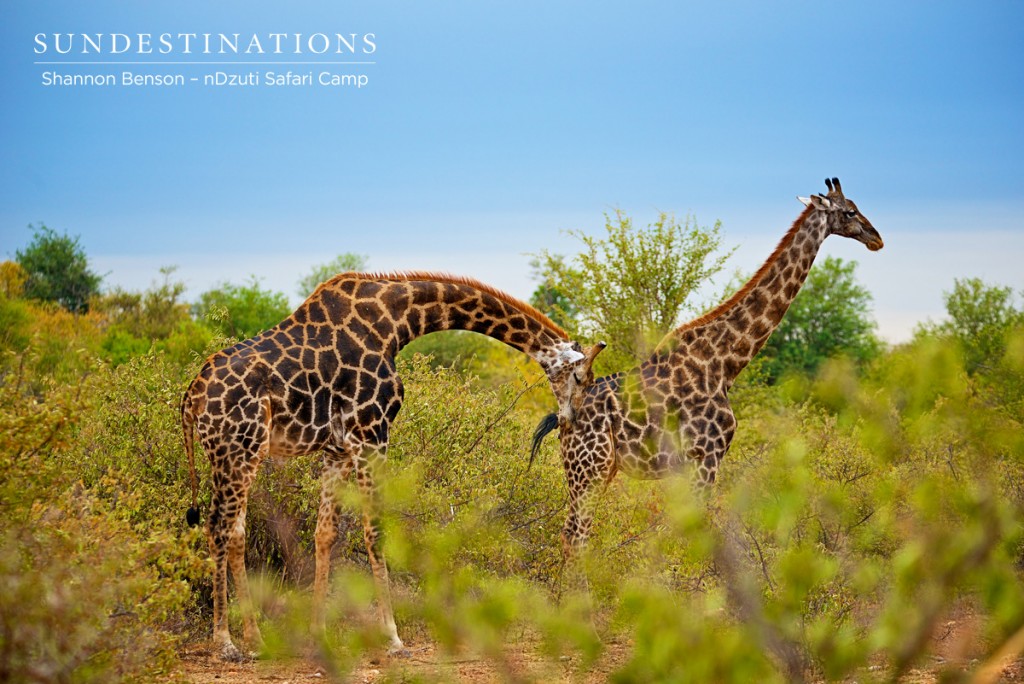 Mating giraffe