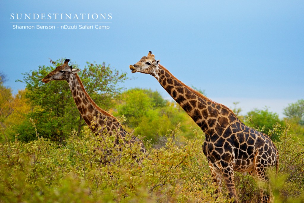 Giraffe mating ritual !