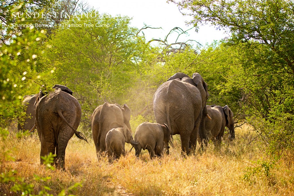 Breeding herd of ellies