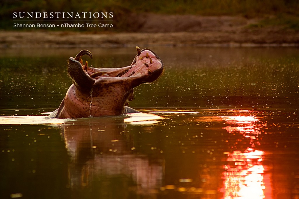 Hippo guards his dam