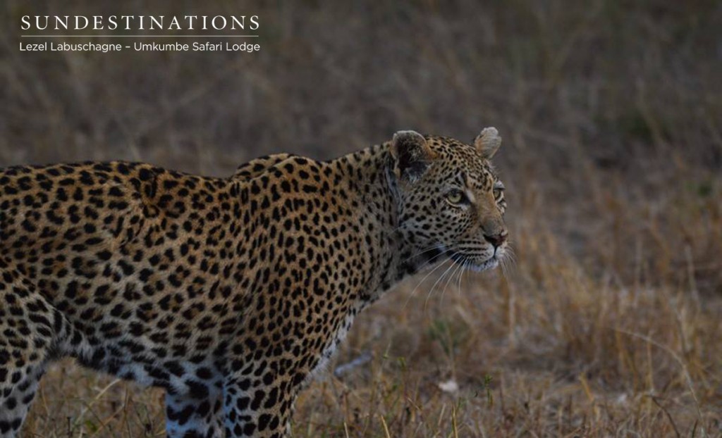 Cheetah at Umkumbe