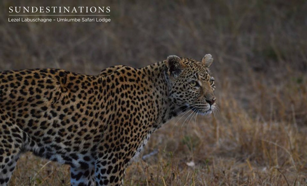 Cheetah at Umkumbe