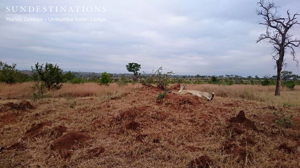 Cheetah relaxing - Umkumbe