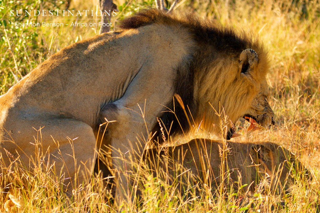 Trilogy male mating with Ross Pride female