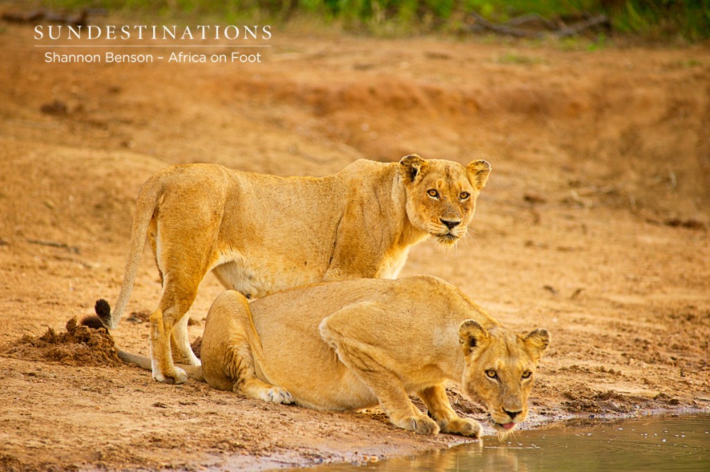 Ross pride female drinking after kill