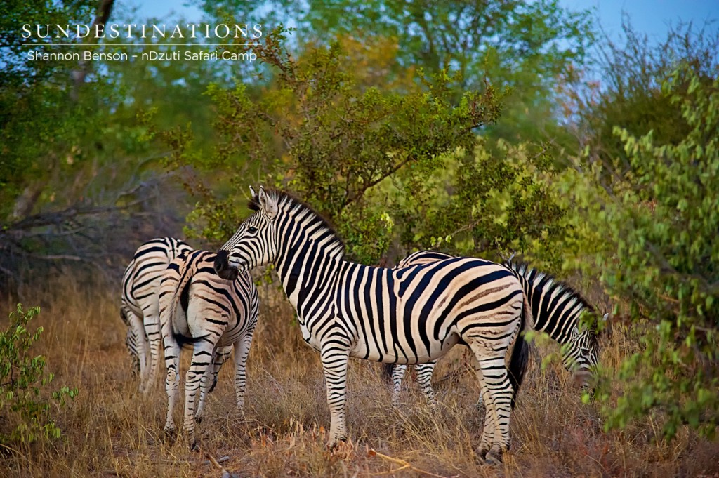 Zebra at nDzuti