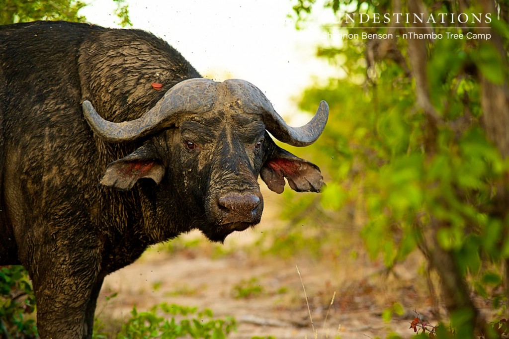 Cape buffalo in a mud bath