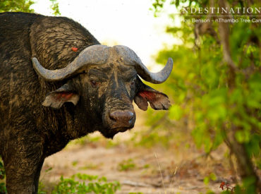 This week we have seen an abundance of snakes, breeding herds of mammals and big cats mating. The season of activity is upon us ! The team at Africa on Foot had a rather close encounter with the deadly black mamba snake and Judy from nDzuti Safari Camp saw a potent boomslang casually wrapped around […]